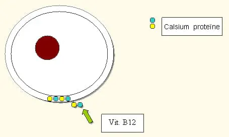 سماد نترات الكالسيوم
